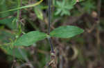 Bladder campion